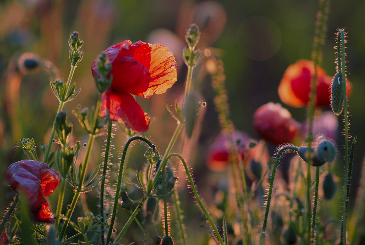 Mohn im Abendlicht