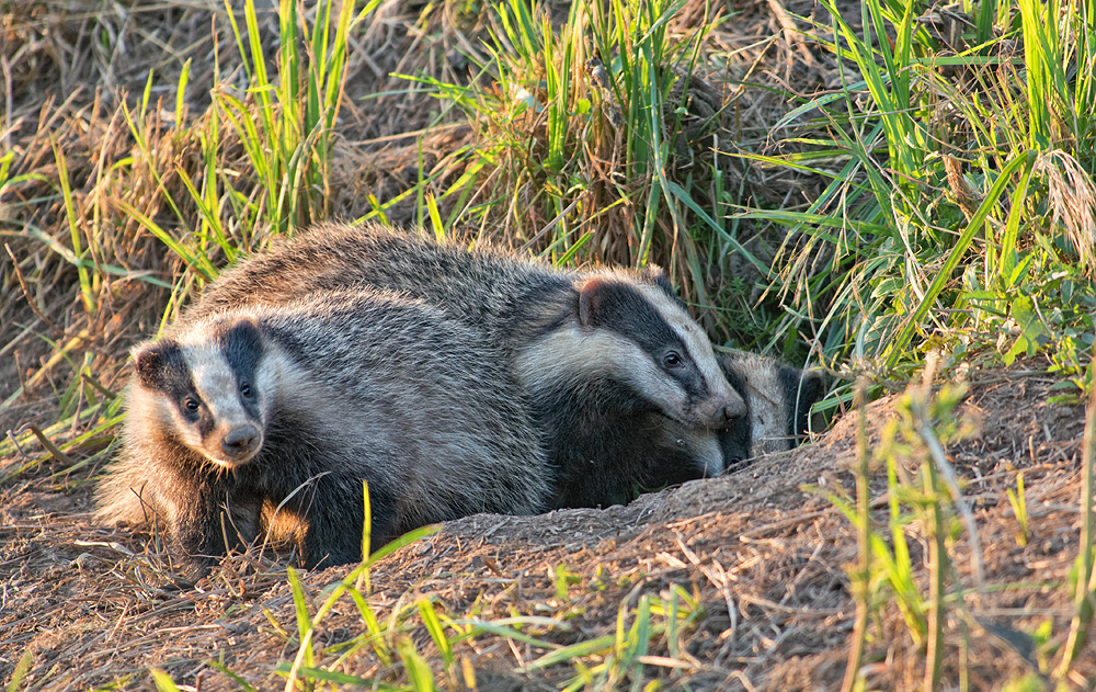 Alle Drei in der Abendsonne