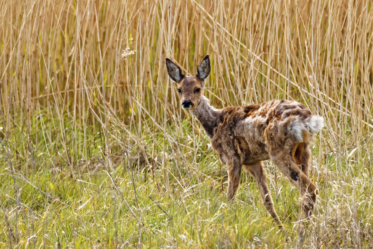Europäisches Reh (Capreolus capreolus)