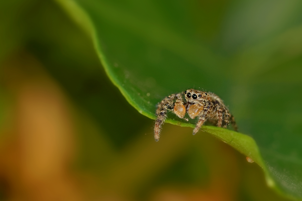 Rindenspringspinne (Marpissa muscosa)