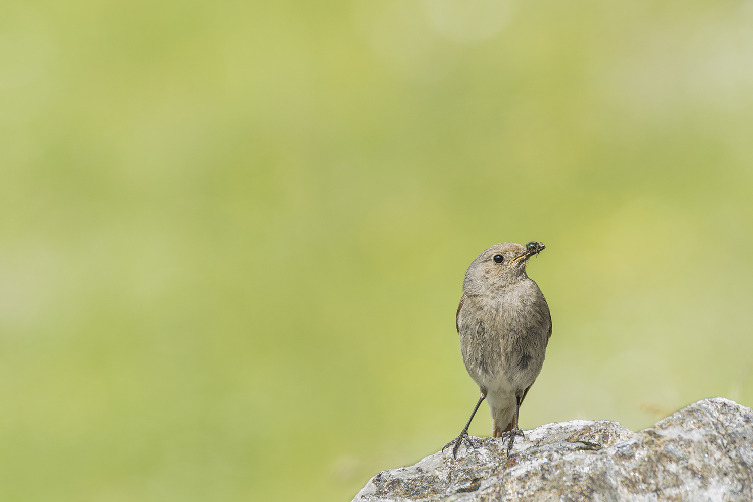 Bergpieper in seinem Habitat