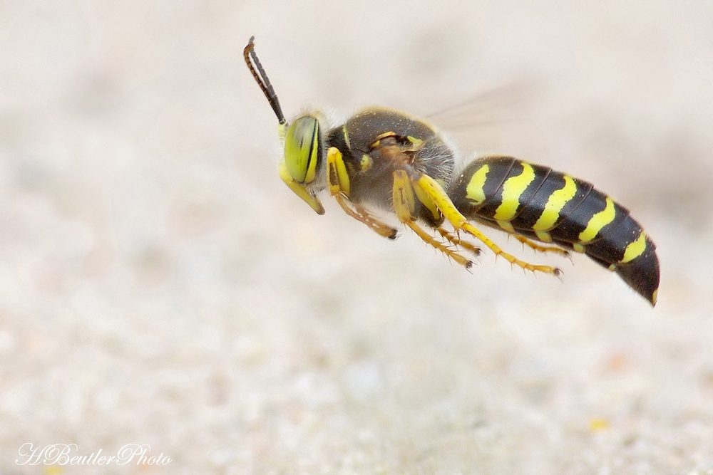 Kreiselwespe -   Bembix rostrata