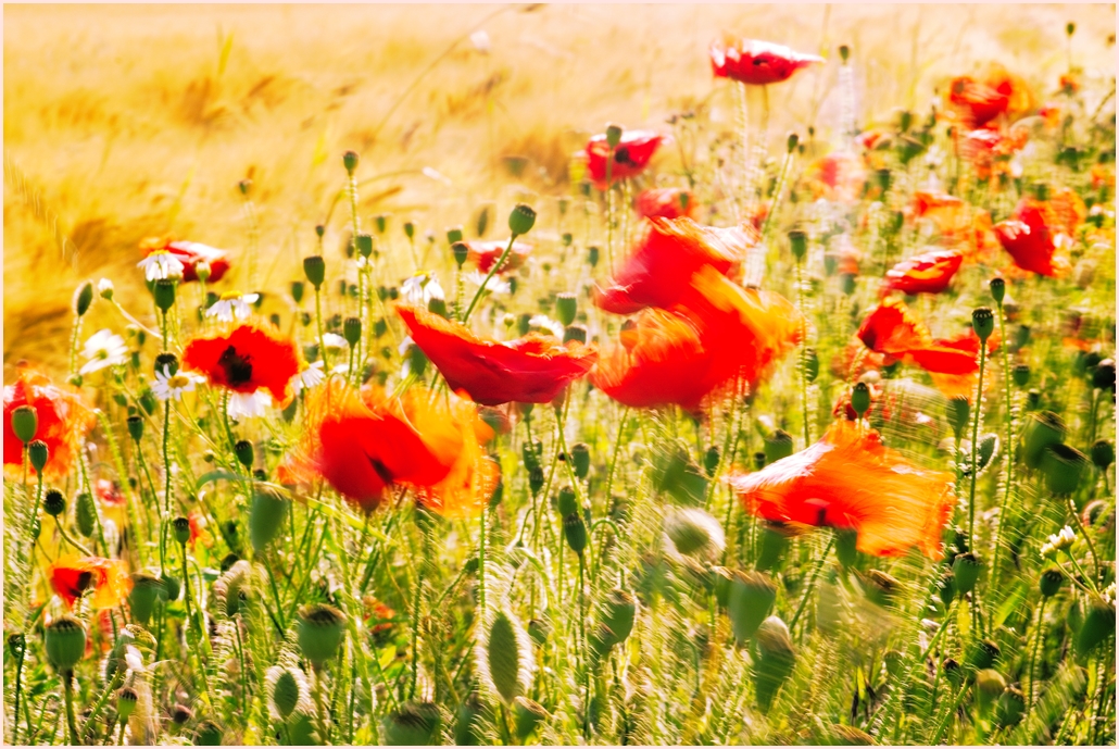 Der Sommerwind
