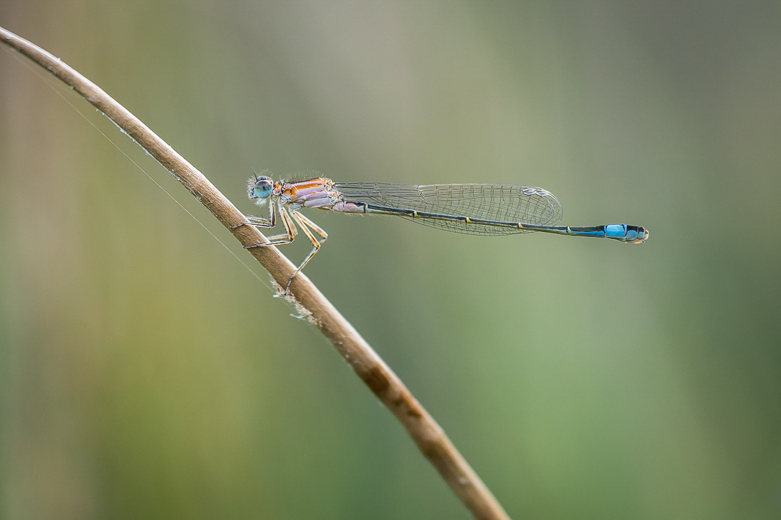 Große Pechlibelle