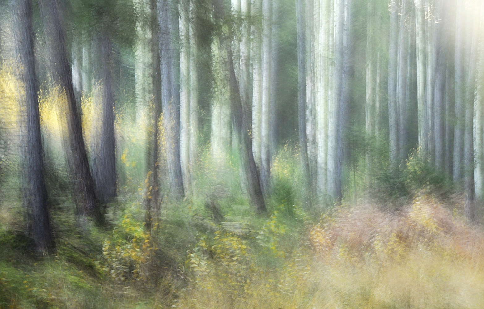 Im Elfenwald