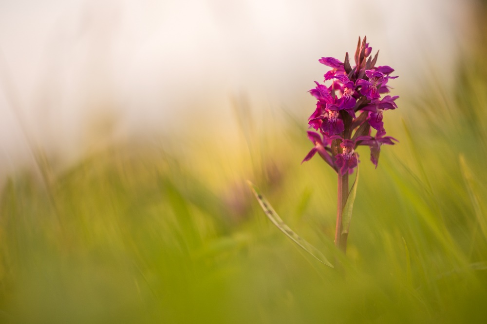 Breitblättriges Knabenkraut (Dactylorhiza majalis)