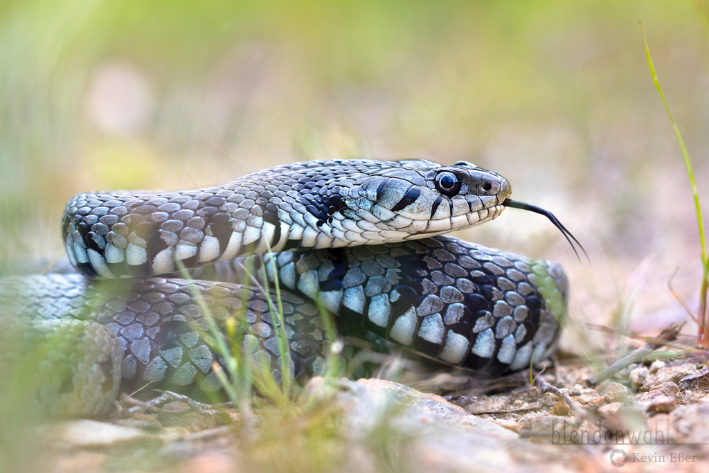 Barrenringelnatter - Natrix n. helvetica