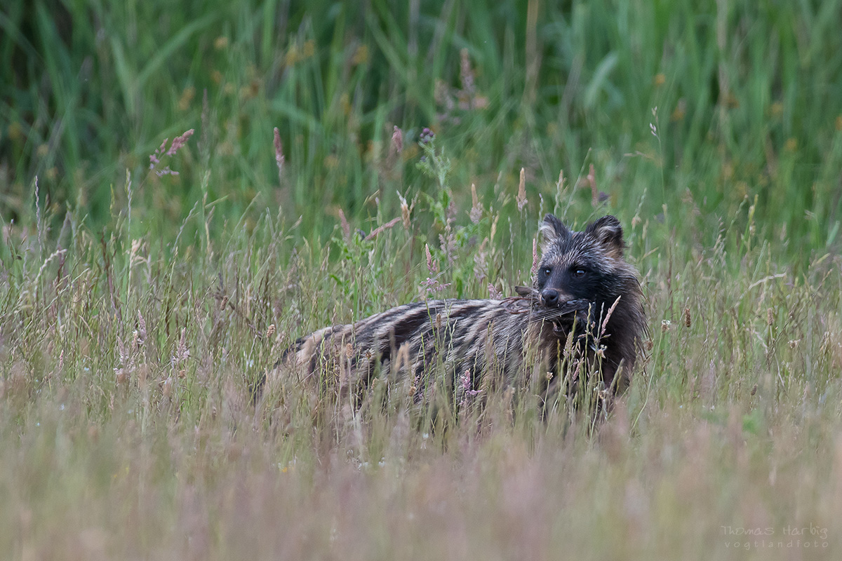 Marderhund