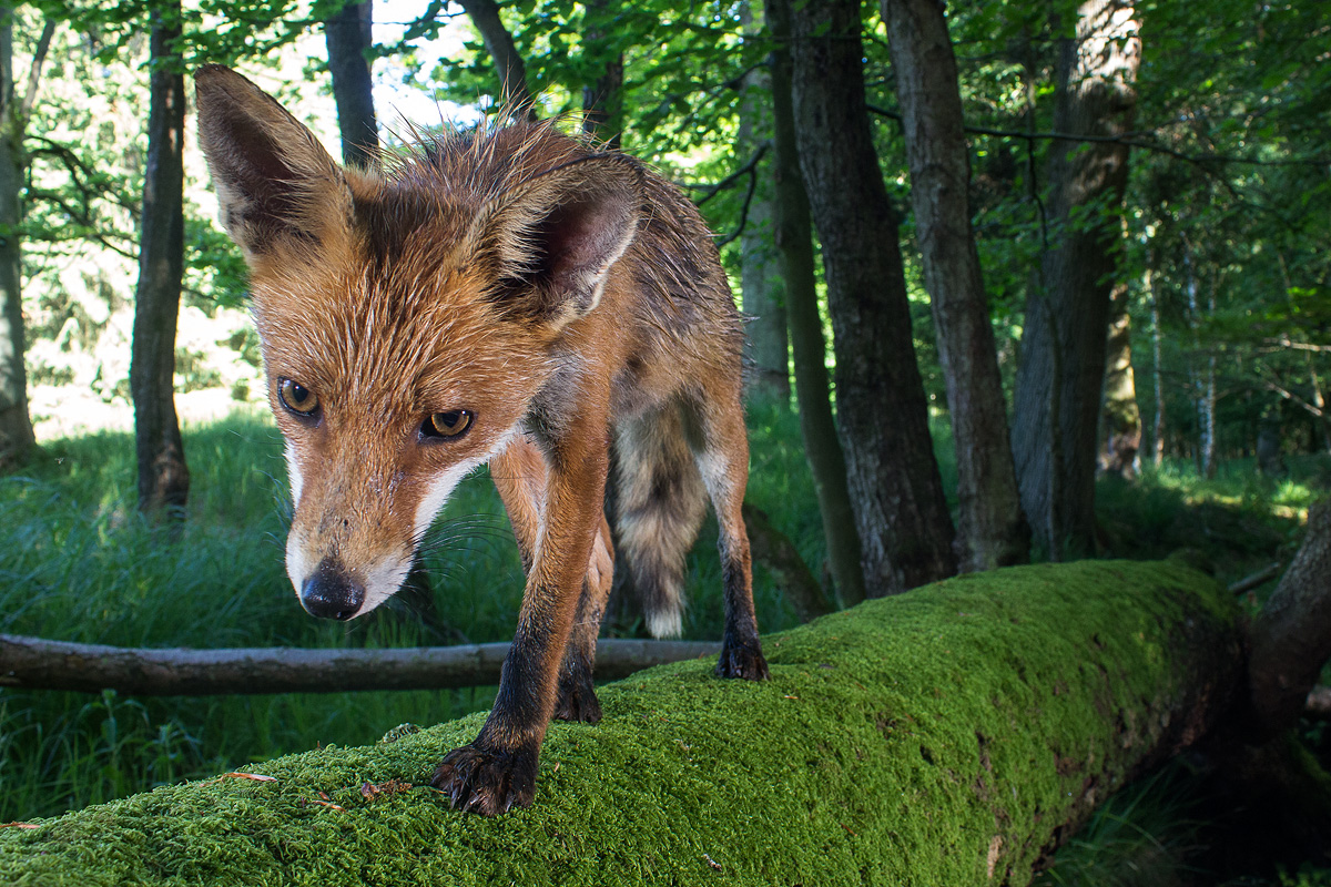 Fuchs