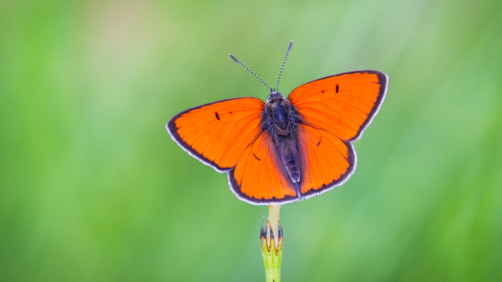 Lycaena dispar