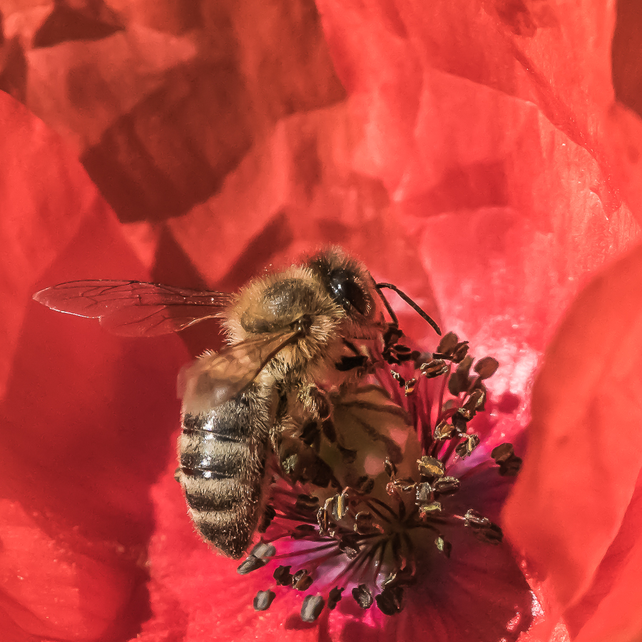 Biene im Mohn