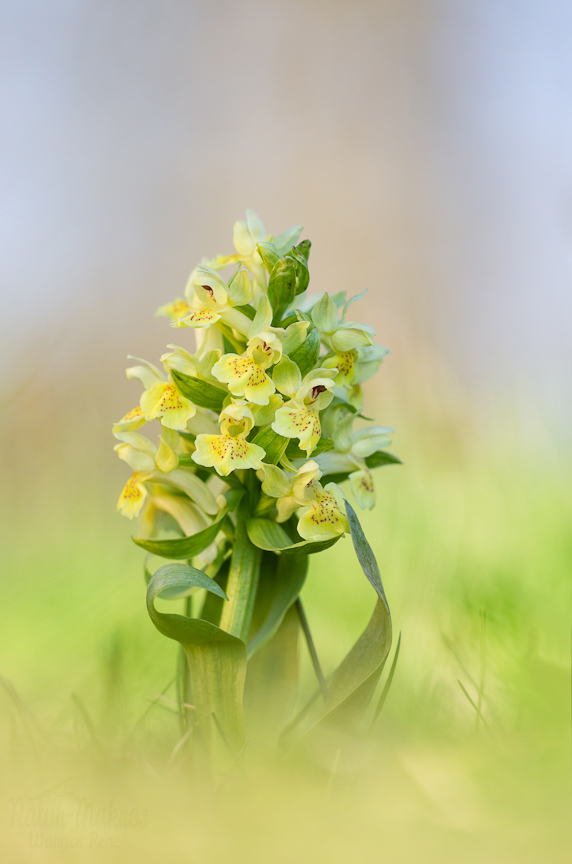 Dactylorhiza sambucina