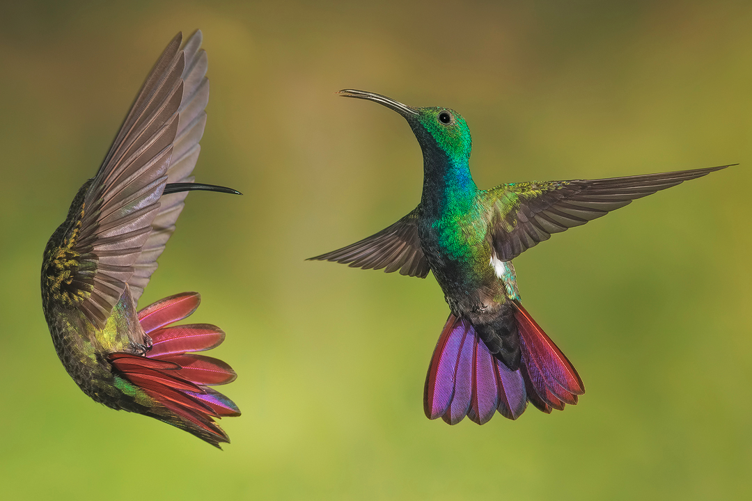 mein Garten  "denkt der Kolibri"