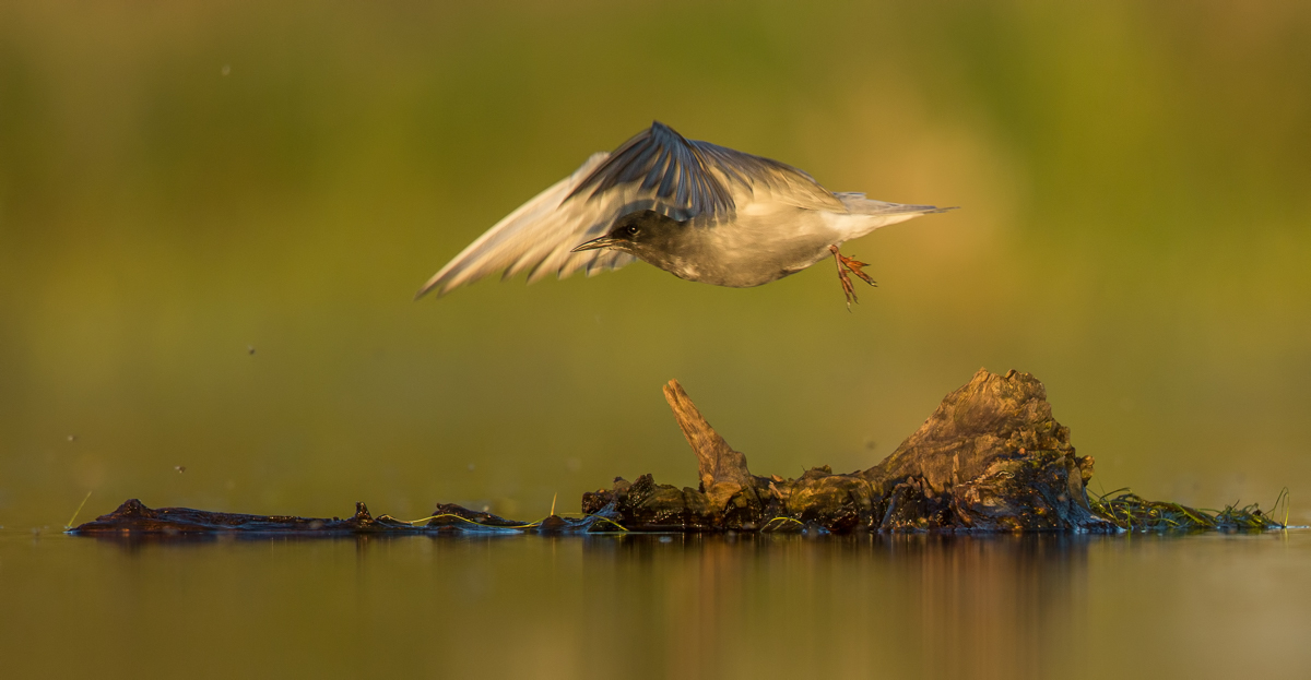 Trauerseeschwalbe am späten Abend