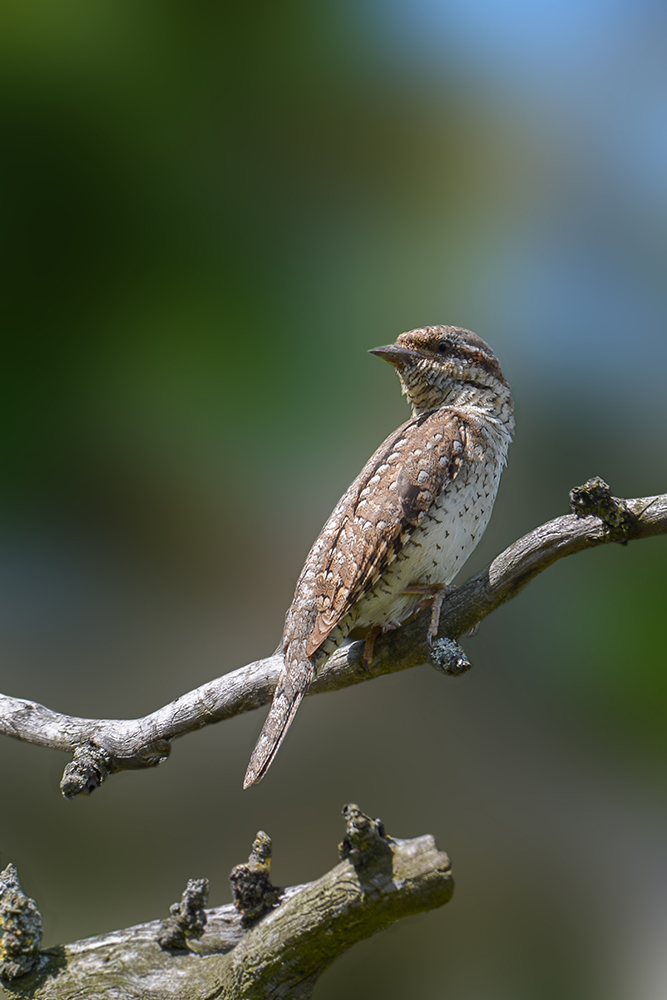 Der Wendehals ähnelt eher einem Singvogel...
