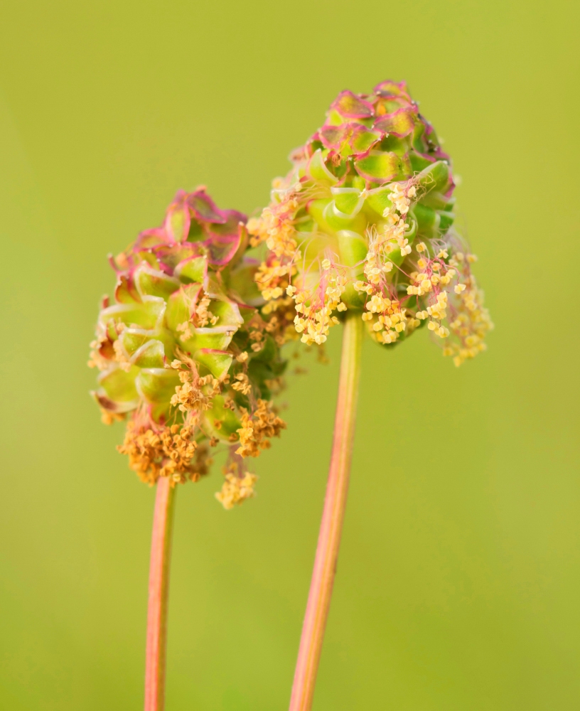 Kleiner Wiesenknopf