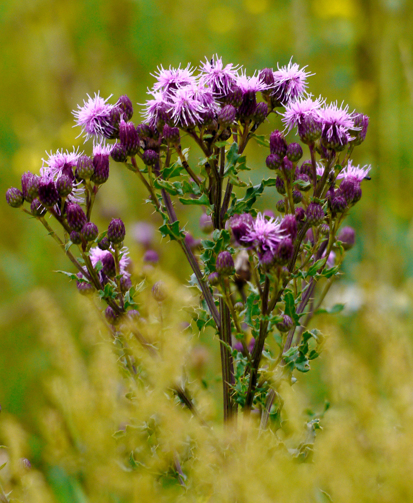 Ackerdistel ...