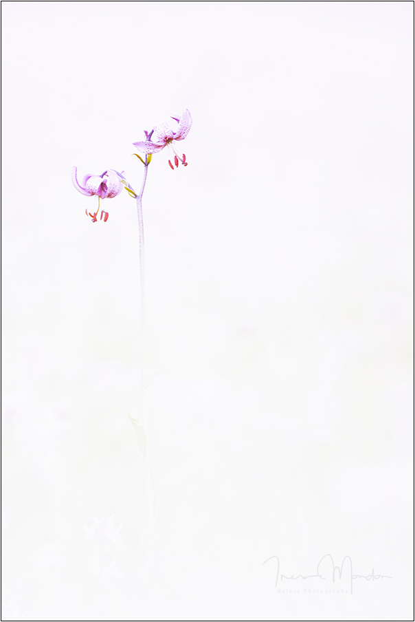 Lilium Light