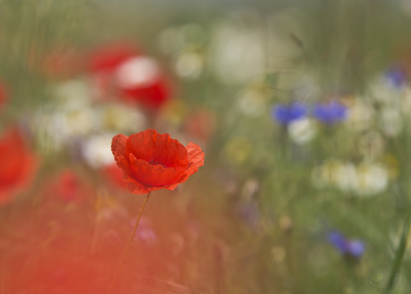 Klatschmohn