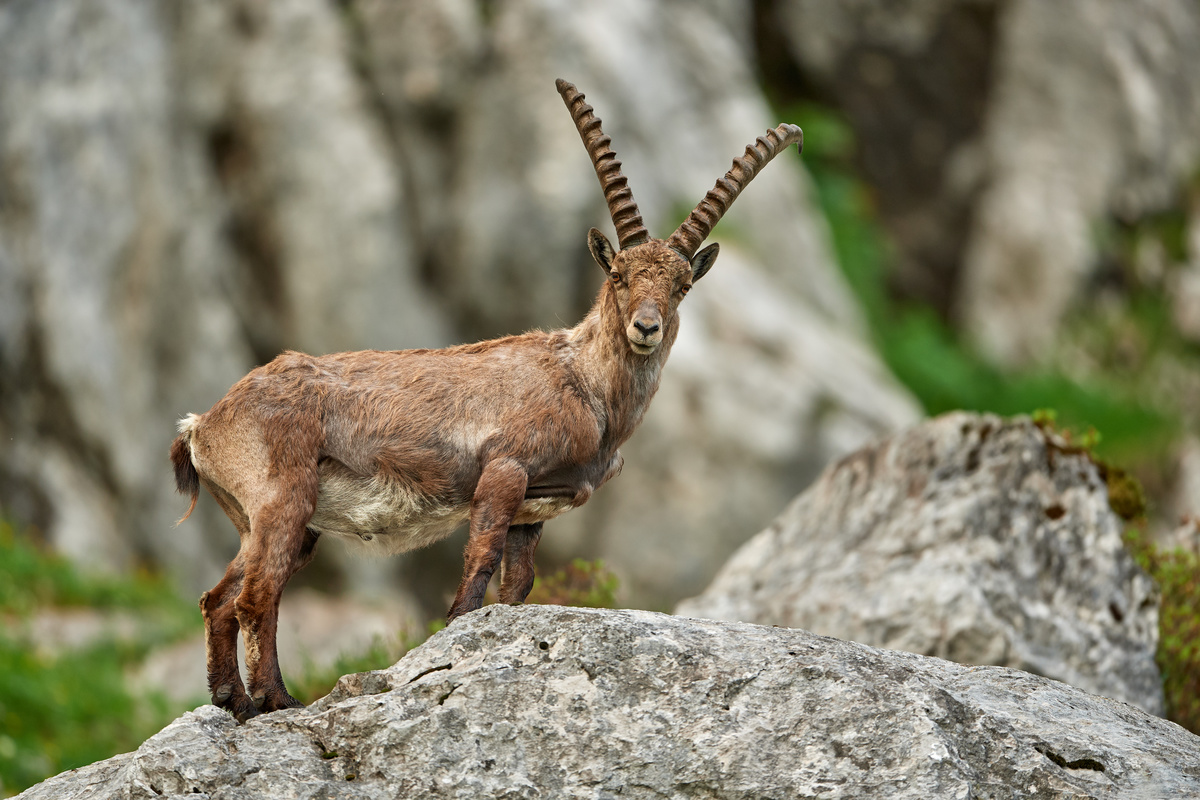 Der König der Alpen