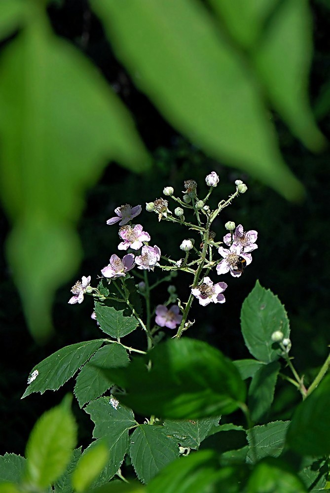 Blumenpflücker oder schützende Hände?
