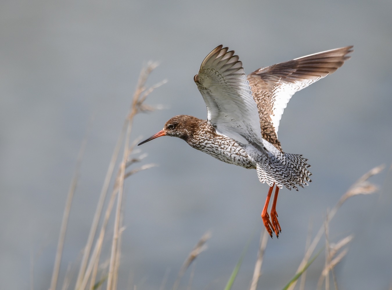 Flug in die Wiese