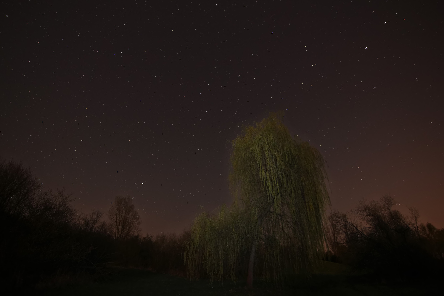 Nachtweide