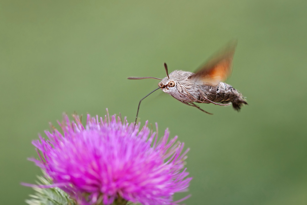 Fast wie ein Kolibri