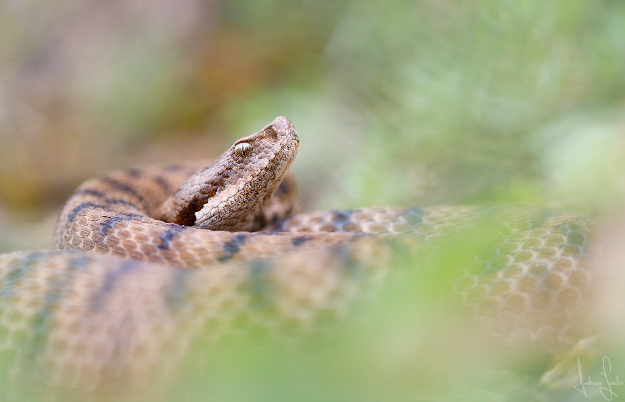 Aspisviper