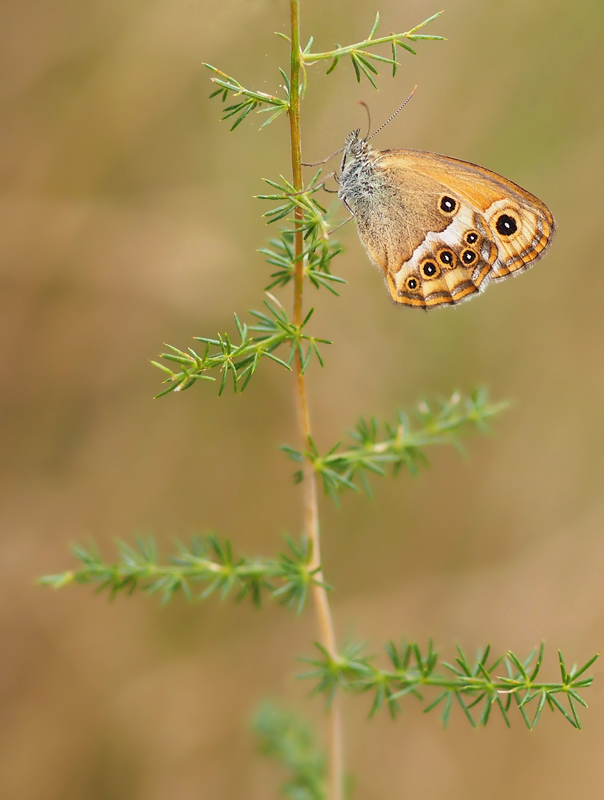 Kleiner Juwel  (Coenonympha dorus)