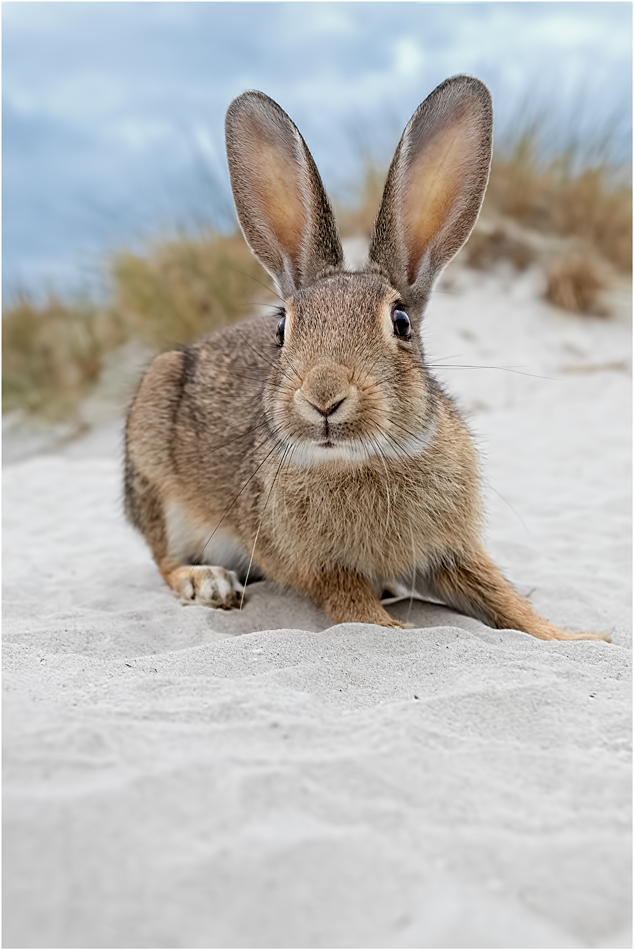 ~Strandhase~