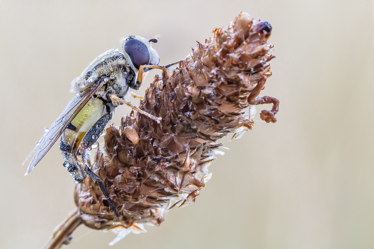 Schwebfliege am Morgen