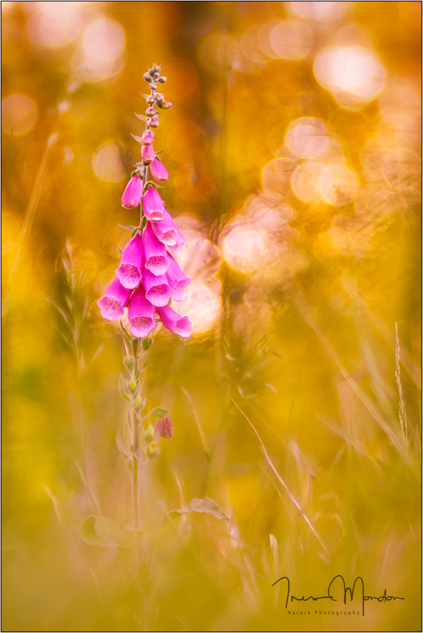 Digitalis