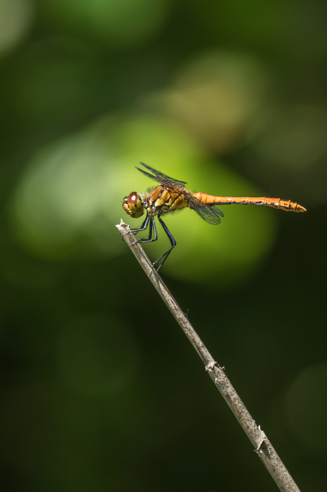 Blutrote Heidelibelle