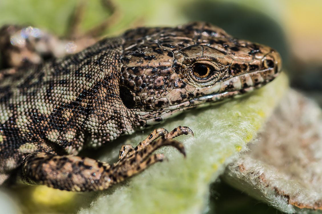 Mauereidechse (Podarcis muralis)