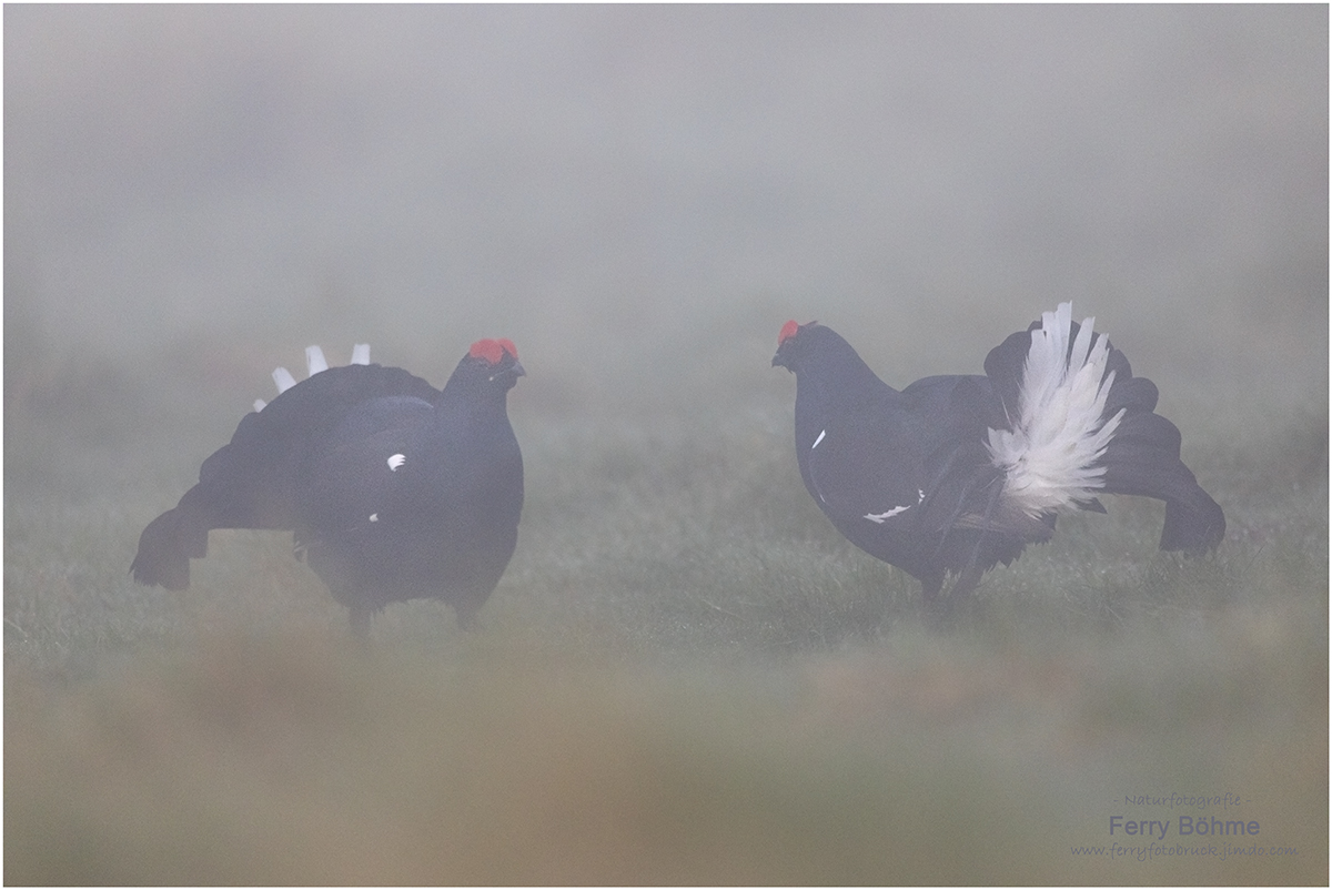 Duell im Morgennebel