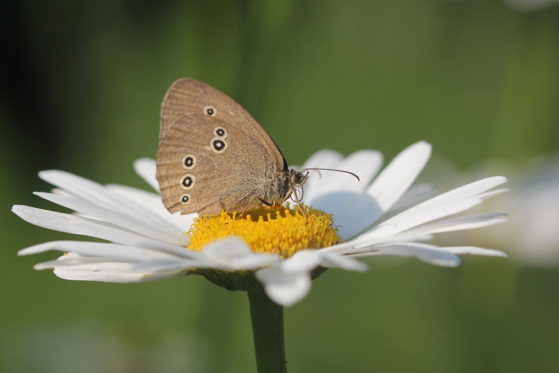 Brauner Waldvogel