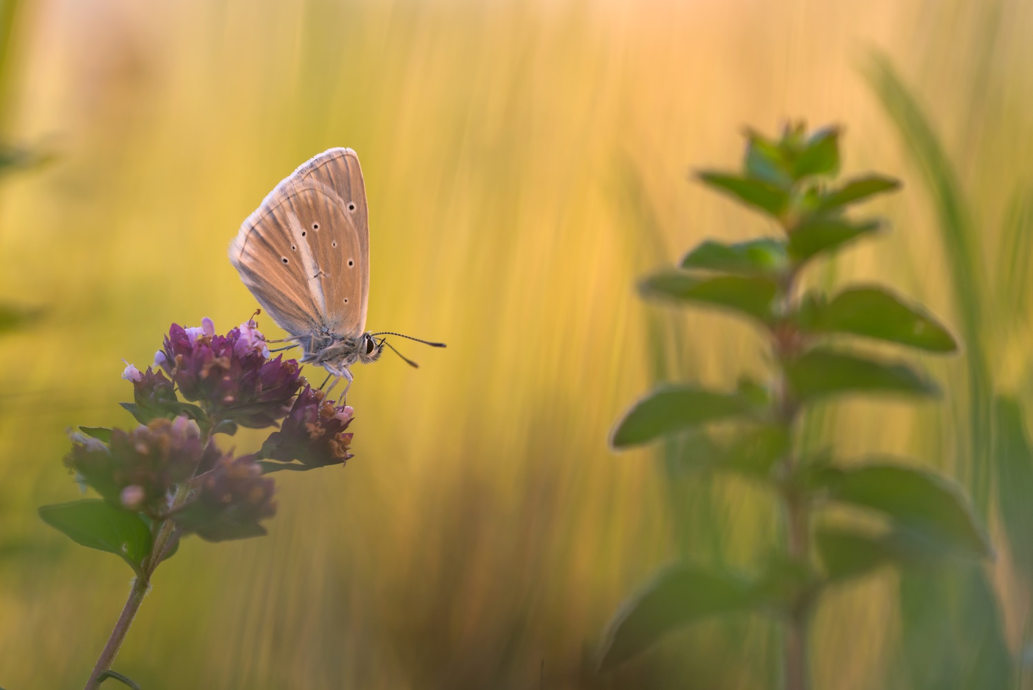 Polyommatus damon