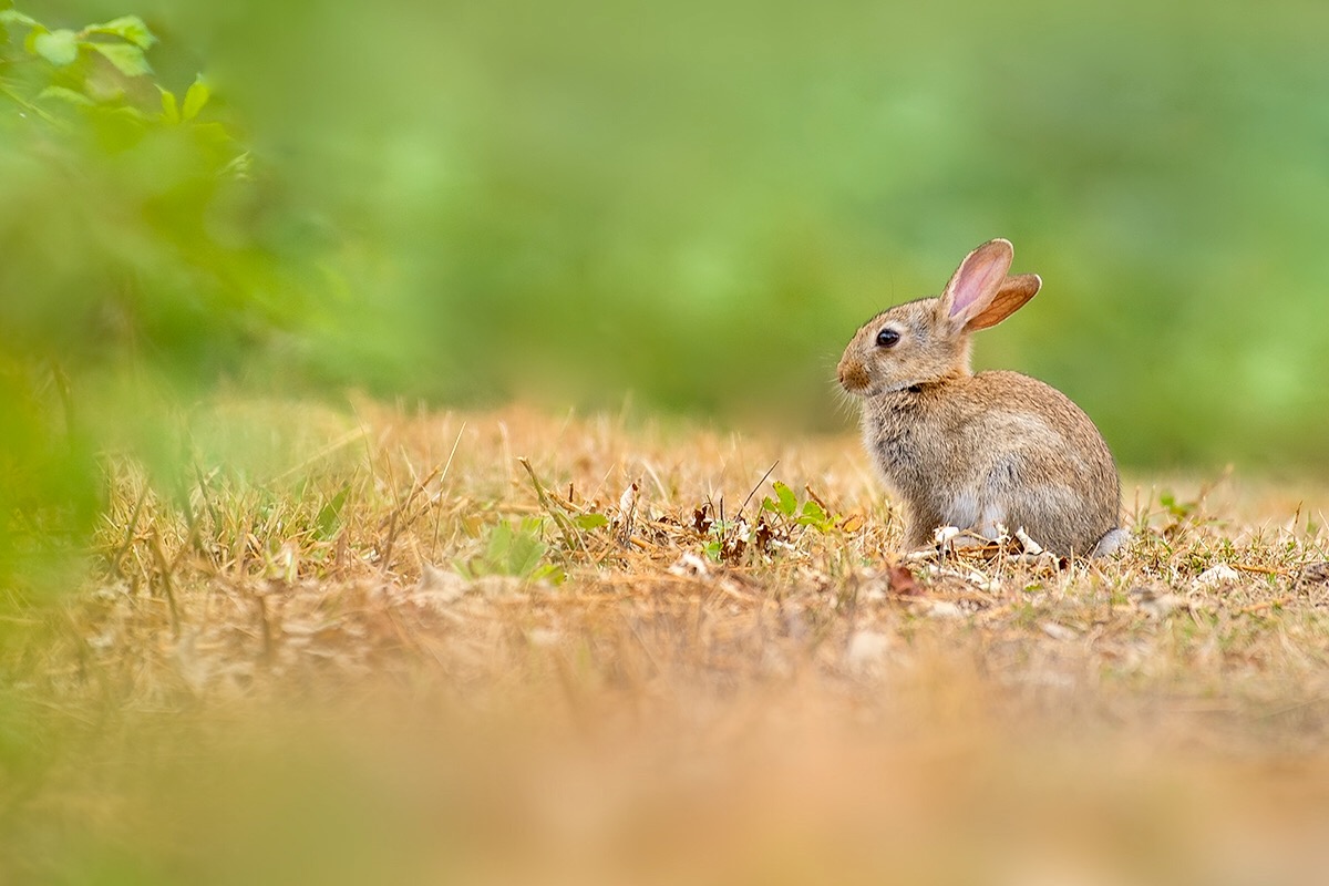 Wildkaninchen