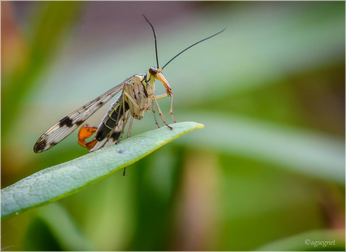 gemeine Skorpionsfliege