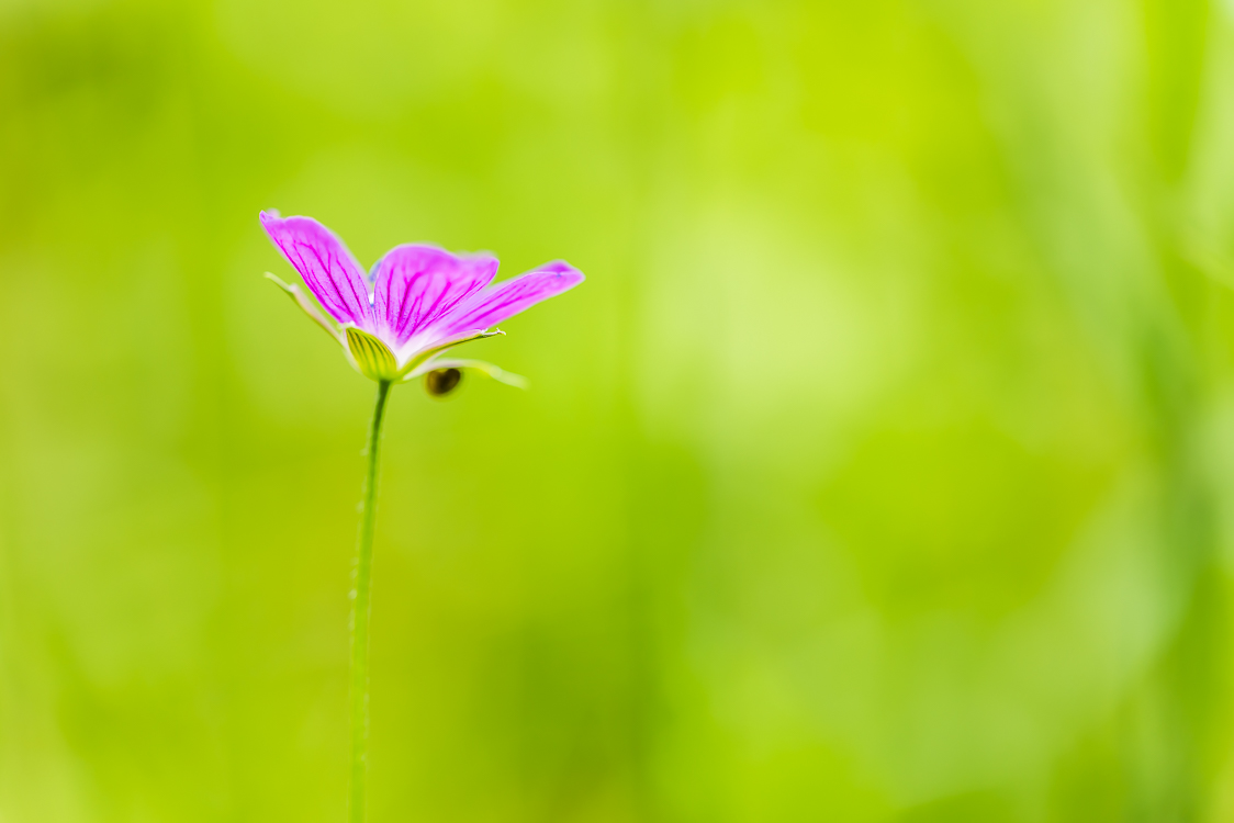 Ruprechtskraut (Geranium  robertianum)