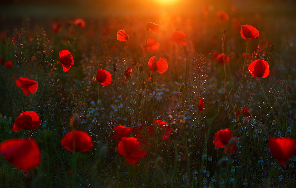 Die rote Sonne küsst den roten Mohn