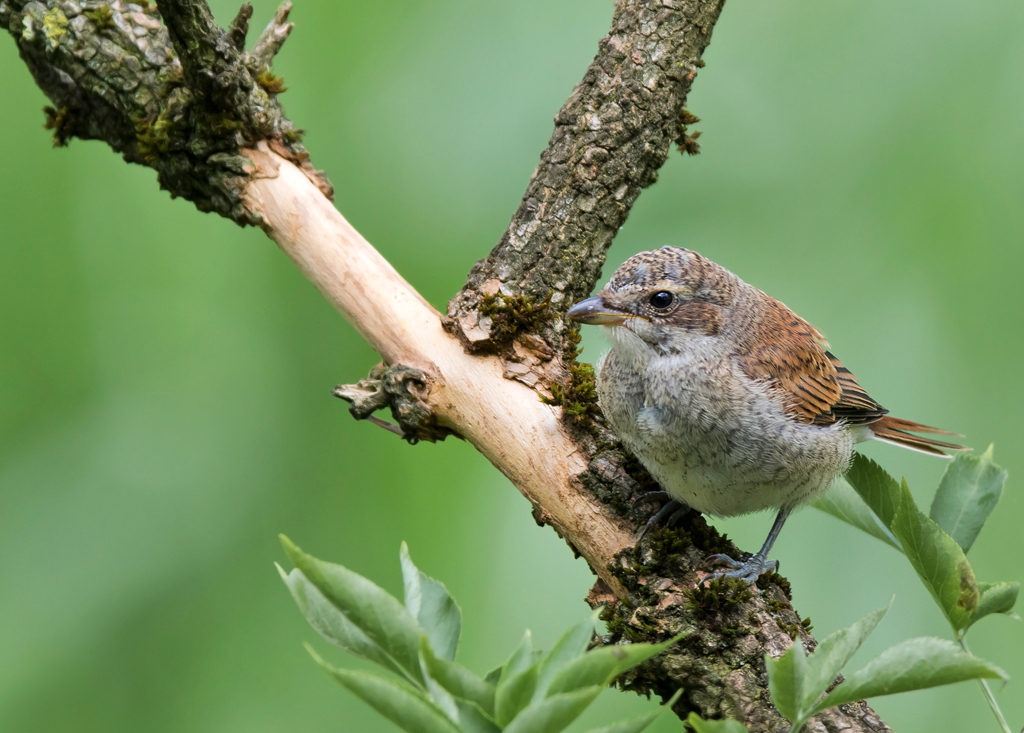 Gerade aus dem Nest