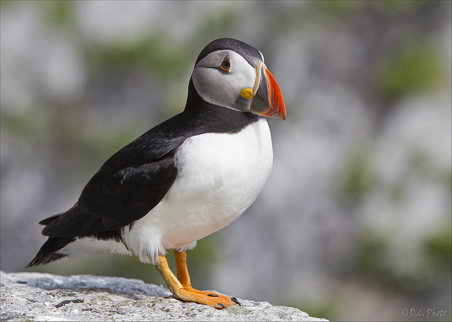 Puffin