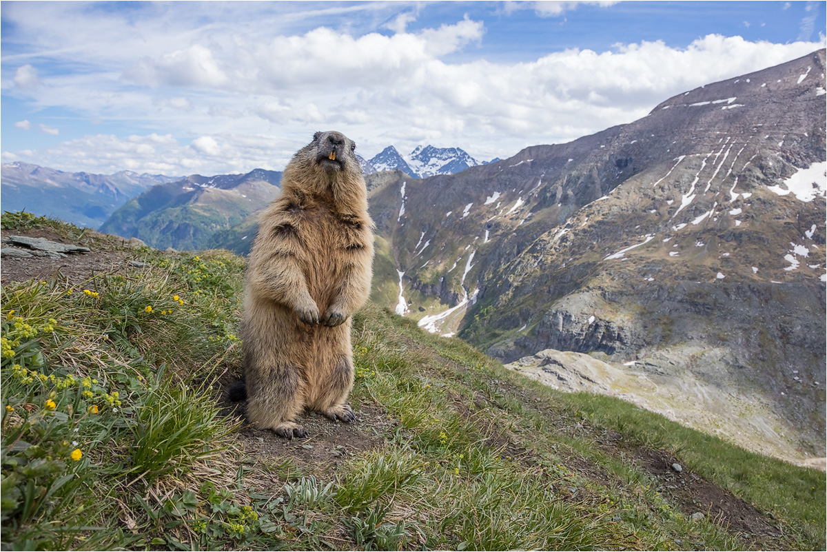 Alpenmurmeltier (Marmota marmota)