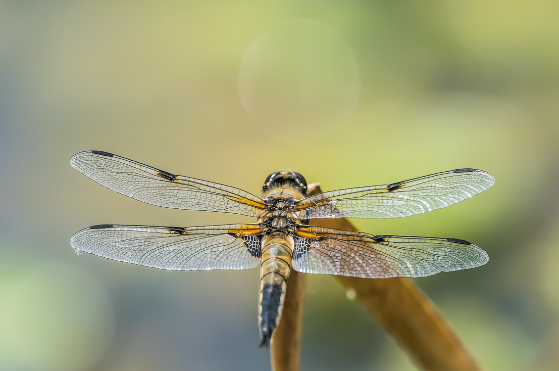 Vierflecklibelle (Libellula quadrimaculata)
