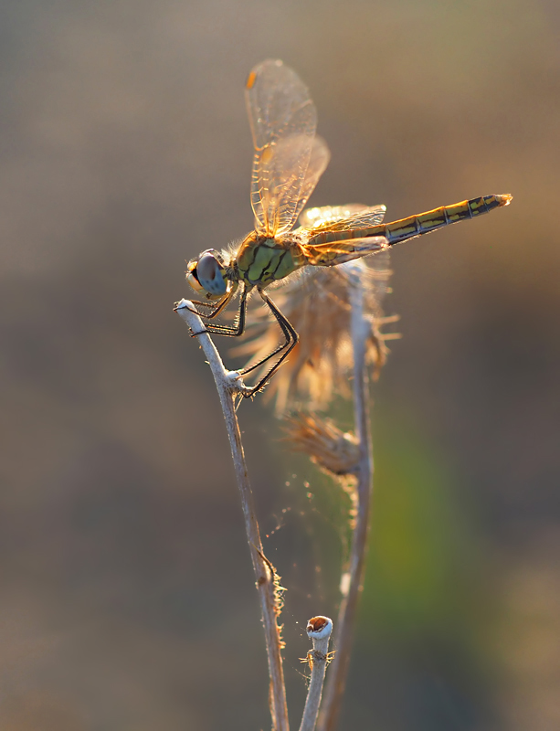 Sympetrum fonscolombii  