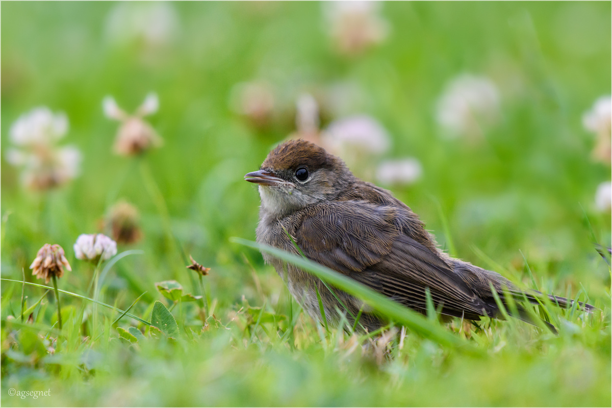 Nachwuchs im Gras