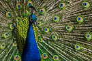 Blauer Pfau (Pavo cristatus)