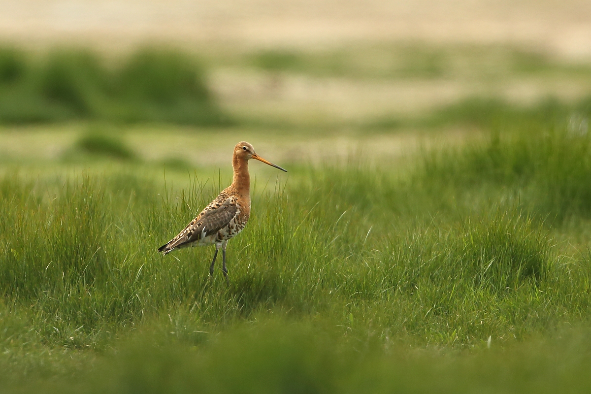 Uferschnepfe mit Habitat